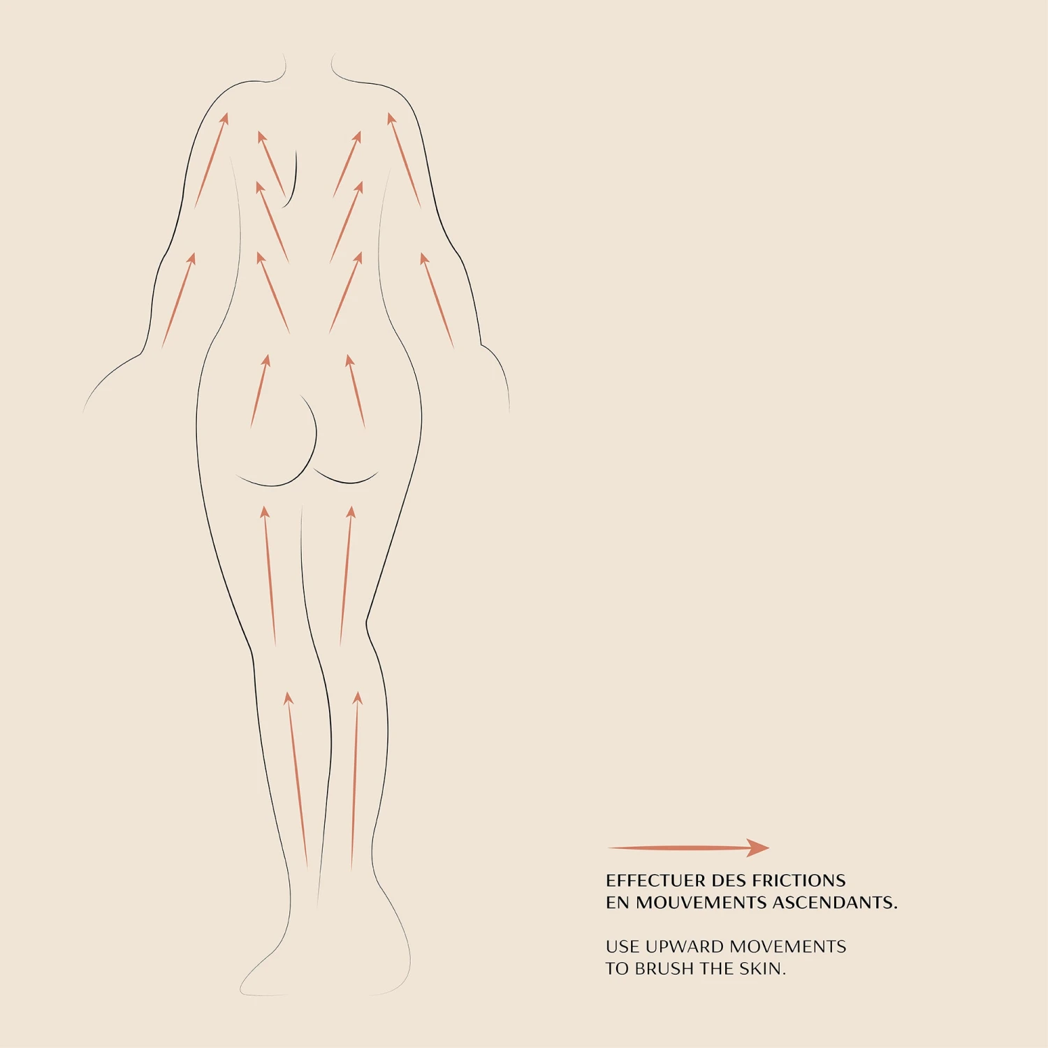 Brosse à Sec Corps 7 Brosse à Sec Corps – Image 7