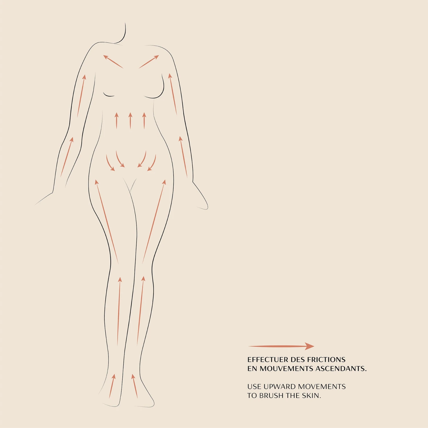 Brosse à Sec Corps 6 Brosse à Sec Corps – Image 6